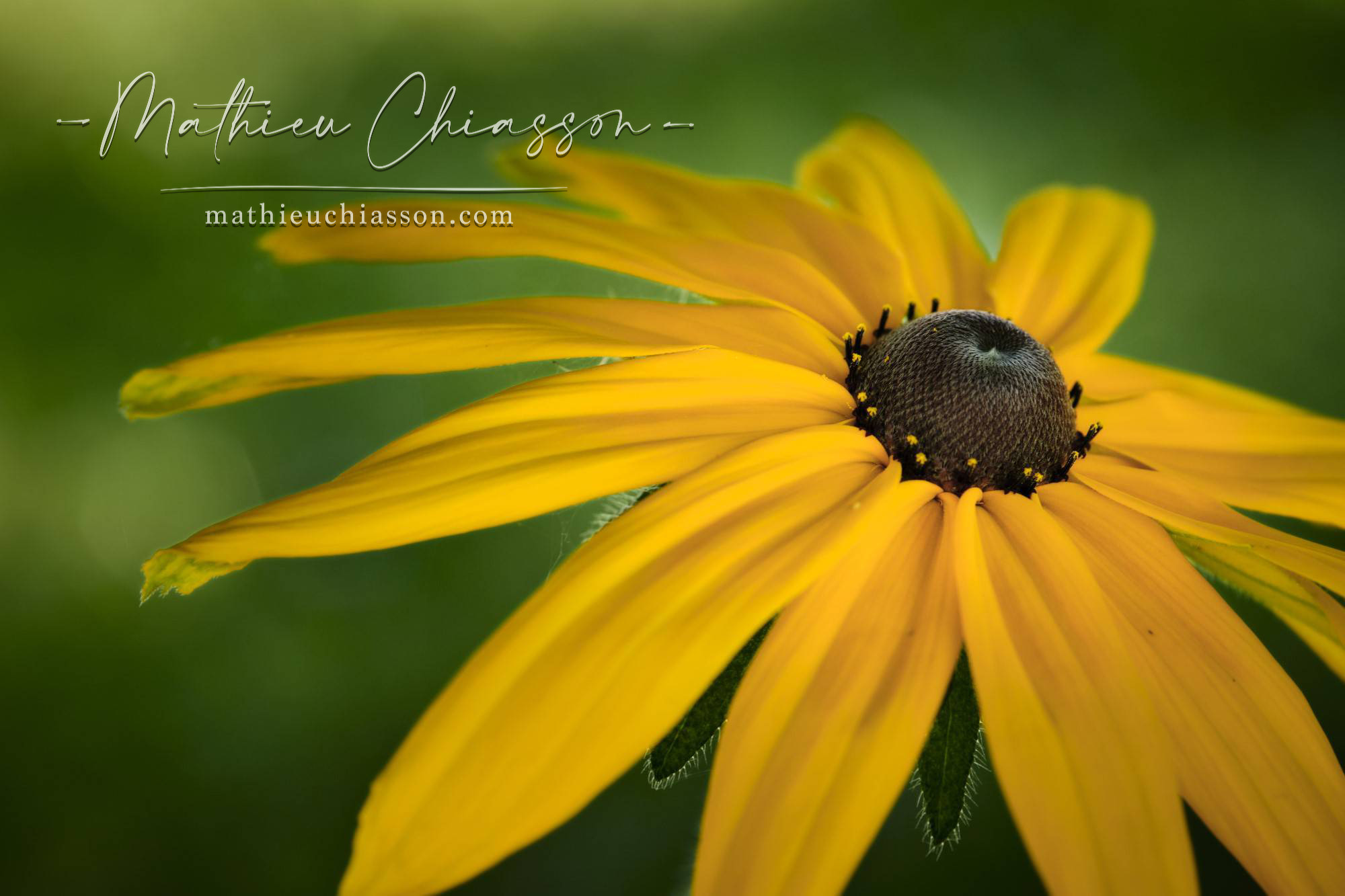 Photo by Mathieu Chiasson