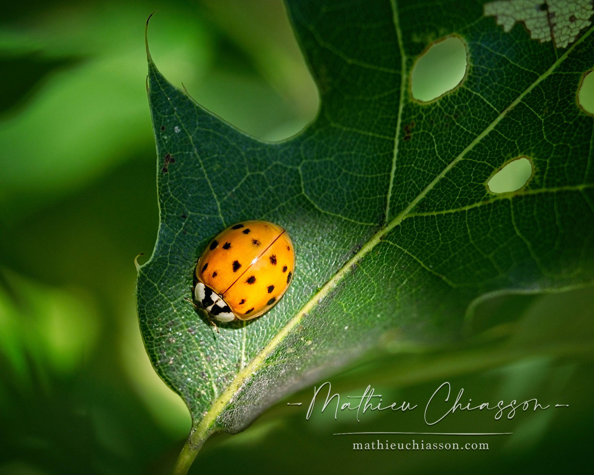 Photo by Mathieu Chiasson