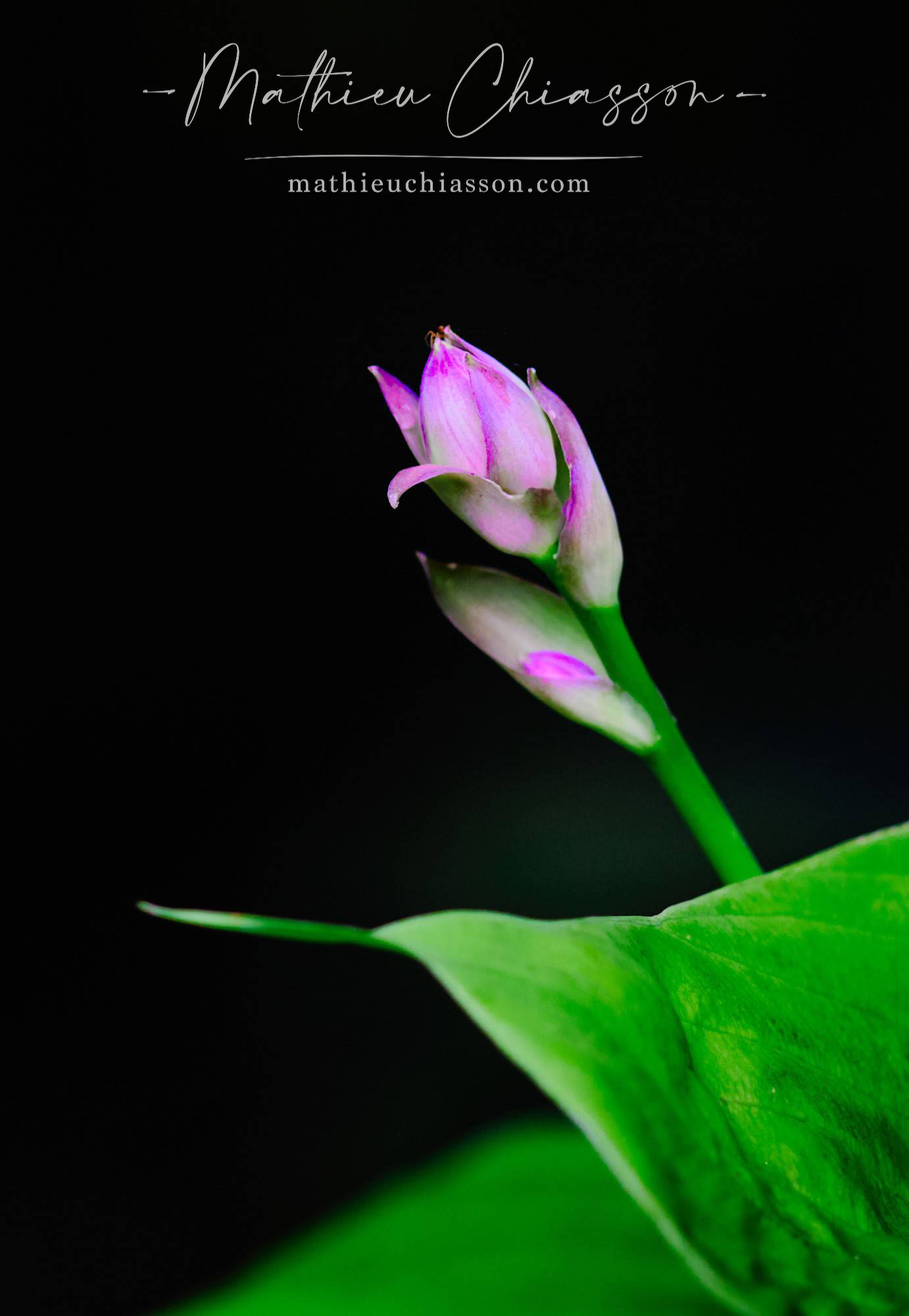 Photo by Mathieu Chiasson